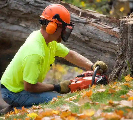 tree services St. Ann